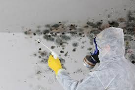 Best Mold Prevention Services  in Burbank, IL